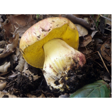 Мицелий Боровика укорененного / Болет девичий (Boletus appendiculatus) Мицелий Боровика укорененного / Болет девичий (Boletus appendiculatus)